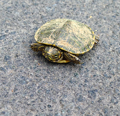 Pausing for a photo, this young turtle is headed for the Wetlands.