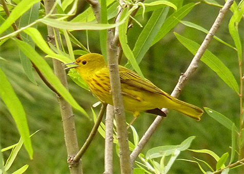 A yellow warbler stops in at the Museum to refuel for its trip to, perhaps, upstate New York.