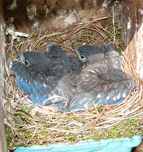 This may be the last picture of these birds from this nest box (Amphimeadow - 5/12/15).