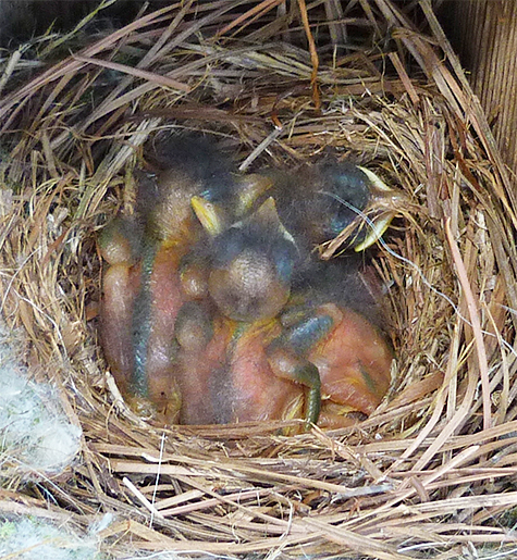 Four nestlings greeted me as I looked into the Butterfly House nest (5/5/15).