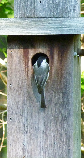 A chickadee inspects the nest box at the Sailboat Pond (5/5/15).