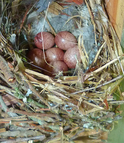 Deep inside the nest are 6 wren eggs (5/5/15).