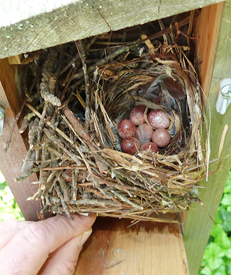 These eggs should hatch this week (Picnic Dome - 5/12/15).