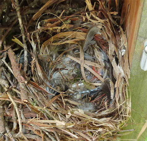 The same nest at Picnic Dome one week later (5/19/15).