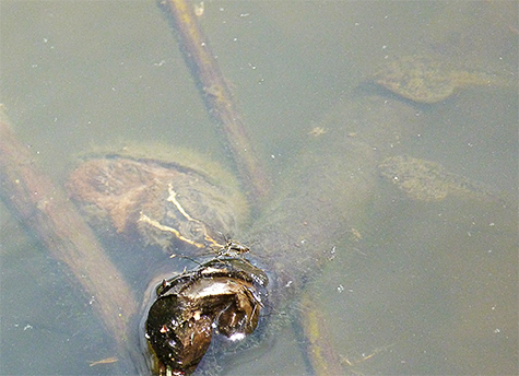 Musk turtle, or stinkpot, nibbles on a morsel of food just below the surface of the water. Can you see the two tadpoles to the turtle's right?
