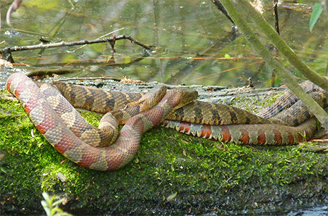 Not five feet away on the same limb, these two water snakes copulate.