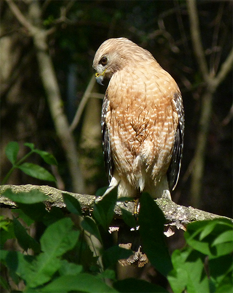 This red-shouldered hawk has nothing on its mind other than securing food for the nest. 
