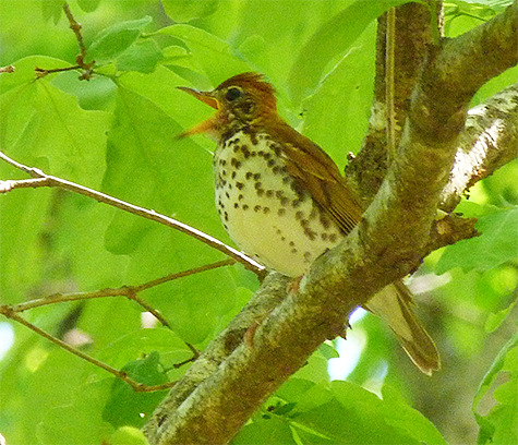 Wood thrush singing its song beneath the forest canopy.