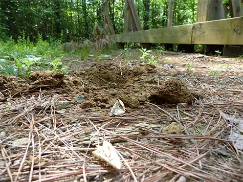 A turtle's nest which has been dug up by a predator near the outdoor classrooms.