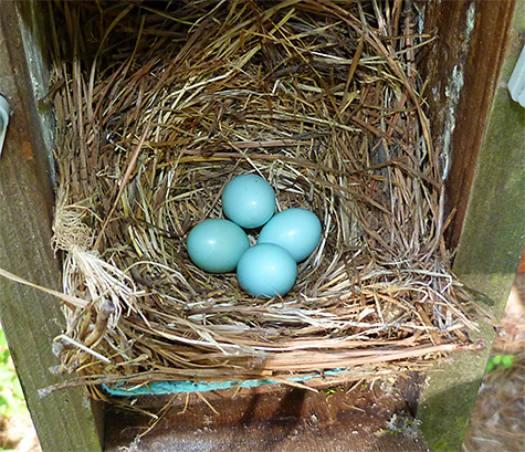 Four bluebird eggs in the Amphimeadow nest box (6/16/15).