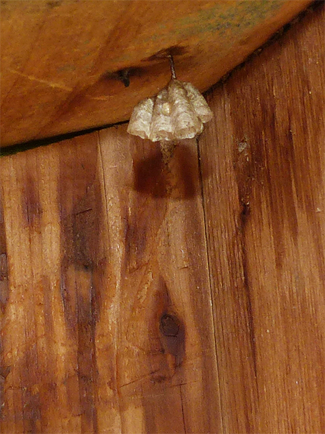 A paper wasp nest hangs from the ceiling (Sailboat Pond - 6/16/15).