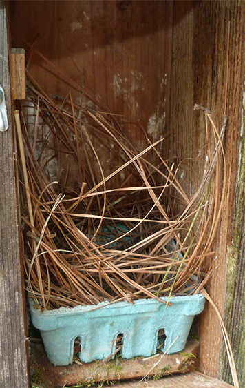 Still a partial bluebird nest at the Bungee (6/9/15).