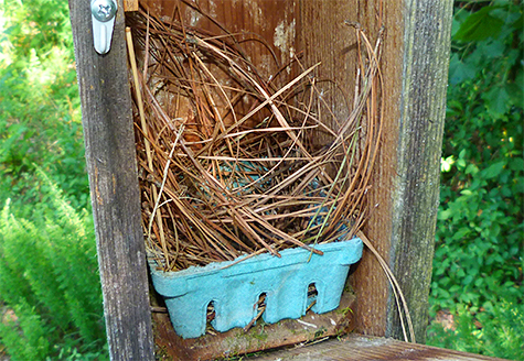 This nest box is probably done for the season (Bungee - 6/16/15).