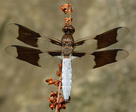 Here's what the wings look like when attached to a body.
