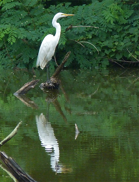 Great egret on the far side of the Wetlands.