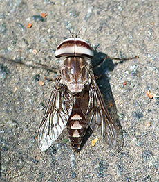 It's a male (females lack the light bands across the eyes) three spot horsefly (Tabanus trimaculatus).