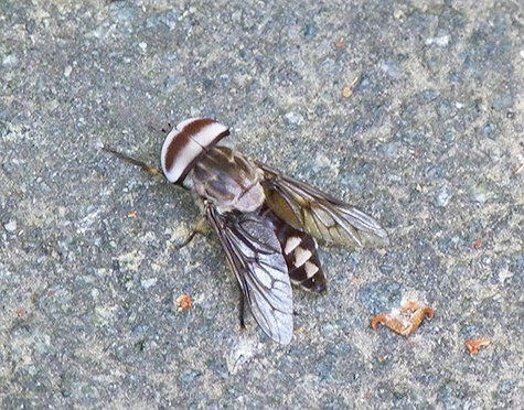 Saw this horse fly on the ground in Explore the Wild.