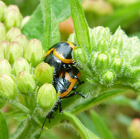 Snuggle between the flower buds of butterfly weed, tow milkweed leaf beetles attempt to create more beetles.