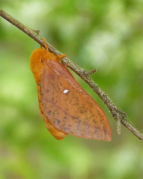 Orange-striped oakworm moth.