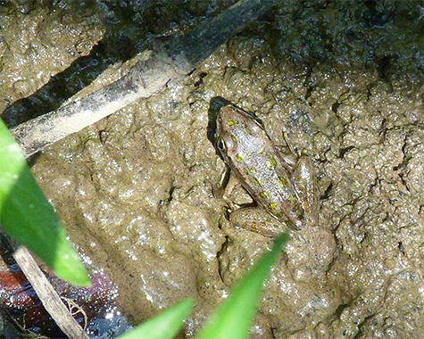 A pickerel frog at the edge of the water. Note the stub of a tail on this juvenile pickerel frog.