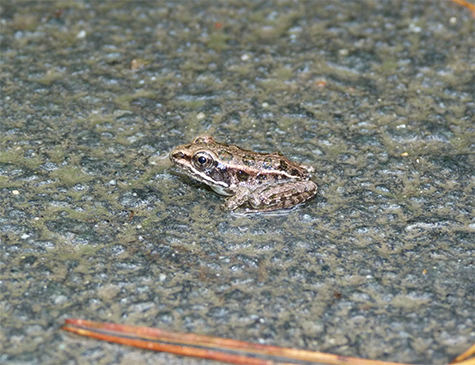 A juvenile pickerel frog.