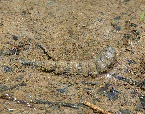 A soldier fly larva crawling around in the muck at the edge of the water.
