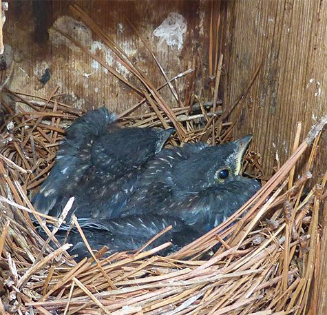 Three nestlings remain in the nest at the Butterfly House (7/7/16).