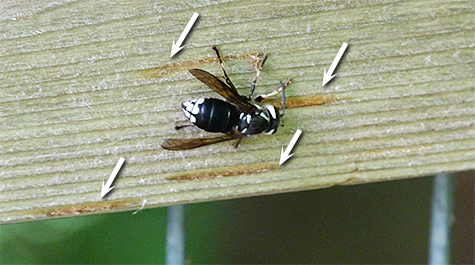 Arrows point to four areas where the wasp has striped off wood.