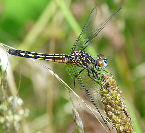 Side view of blue dasher.