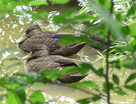 The third duck is behind the leaves, top right.