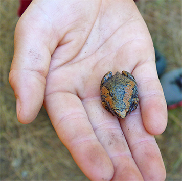 This narrowmouth toad is in the hands of a summer camper.