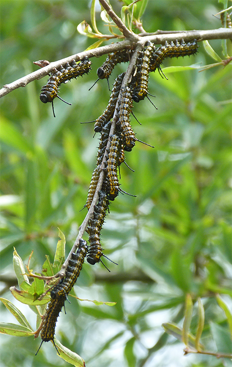 These caterpillar feed gregariously.