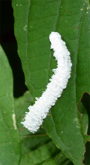 A white woolly object on a silky dogwood leaf.