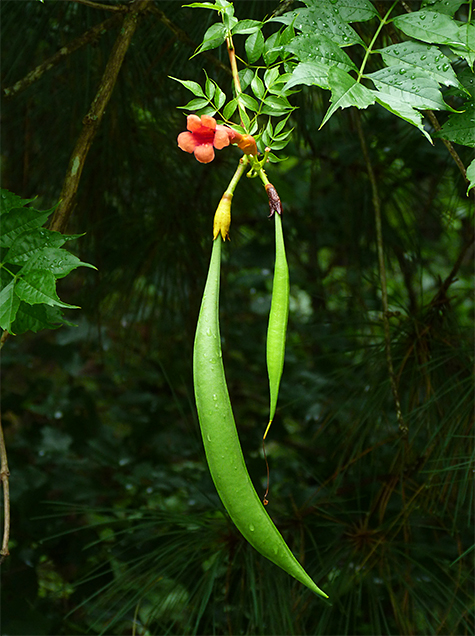 Trumpet vine flower and seed pods.