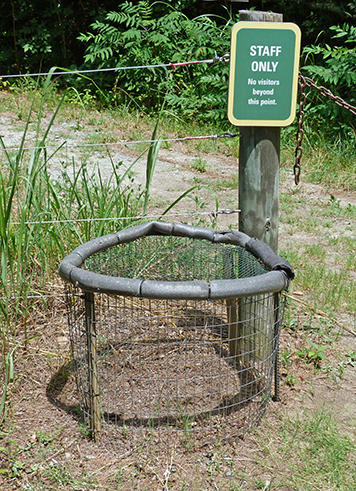 A thoughtful turtle dug her nest just outside the wolf enclosure.