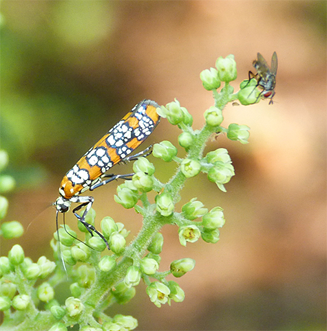 The brightly colored ailanthus moth.