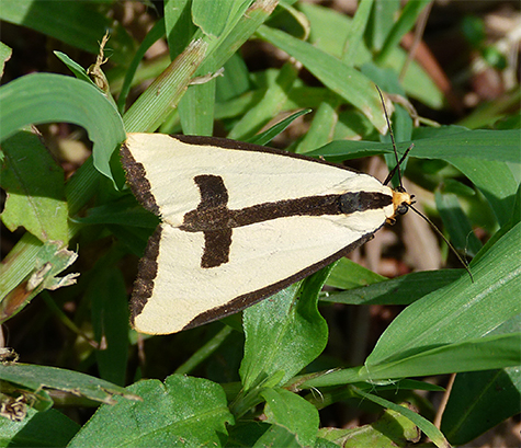 Clymene moth.