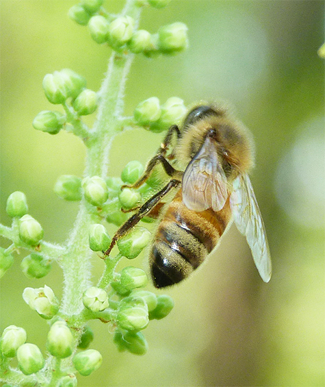 A honey bee enjoys the tiny flowers.