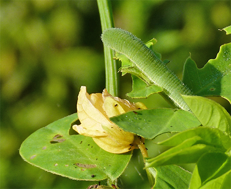 A larger individual making the most of the plant's leaves.