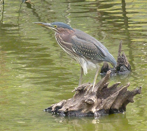 One of our resident green herons.