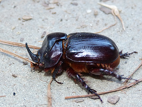 Rhinoceros beetle (male).