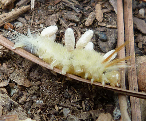 Sycamore tussock with brachonid wasp pupae attached.