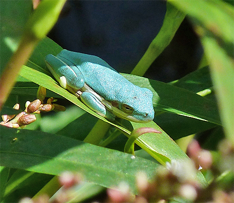 Is this a green treefrog?