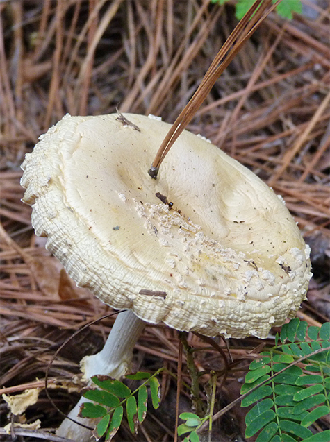 A pine needle, fallen from a nearby tree, pierced the cap of a mushroom.