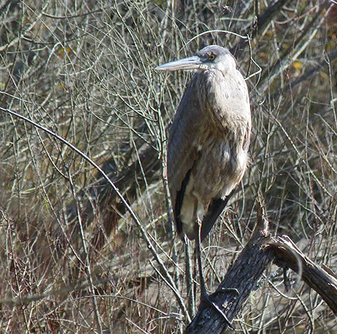 Another gbh sits and waits.