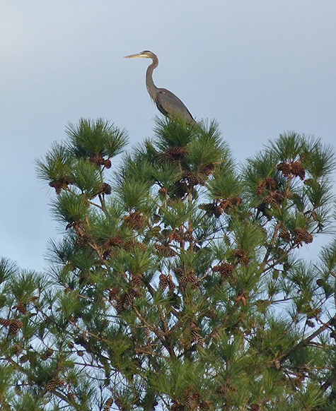 One of the "outsider" herons which flew in during the afternoon.