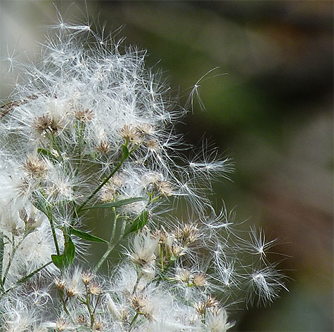 Tiny seeds attached to cottony filaments carry the seeds of groundsel tree far and wide.
