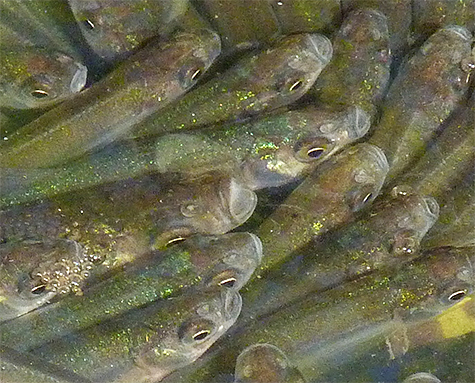 A closer look at the fish, packed in like sardines.