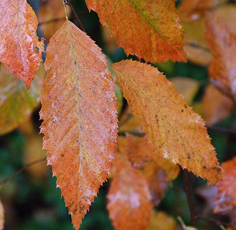 A closer look at the ironwood's leaves.