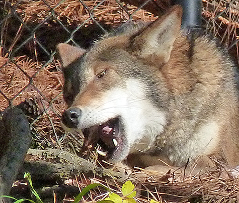 Male 1784 contently gnawing on deer leg.